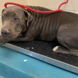 Shelter Stray Male Dog last seen , 2350 Appling City Cove, Memphis, TN 38133, USA