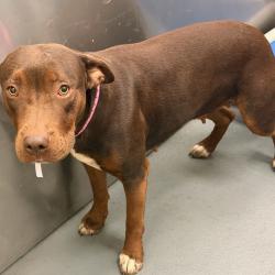 Shelter Stray Female Dog last seen , Memphis, TN 38133