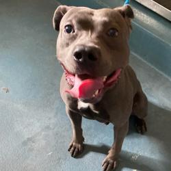Shelter Stray Male Dog last seen , Memphis, TN 38133