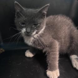 Shelter Stray Male Cat last seen , Philadelphia, PA 19140