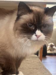 Reunited Female Cat last seen Cartwright between Oxnard and victory , Los Angeles, CA 91606