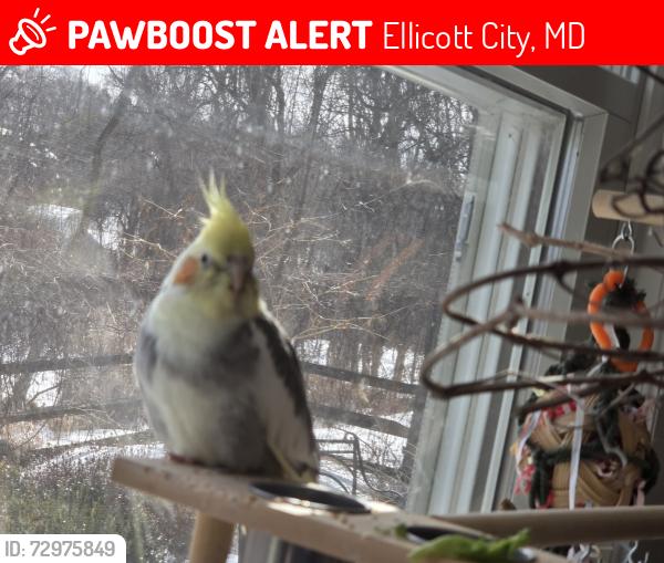 Lost Male Bird last seen hunter rd and Old Columbia pike Ellicott City 21043, Ellicott City, MD 21043
