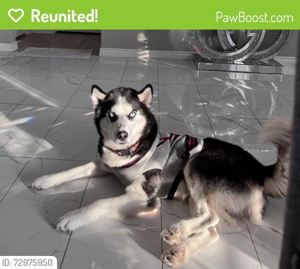 Reunited Male Dog last seen Canino rd, Grand Mission Estates, TX 77407