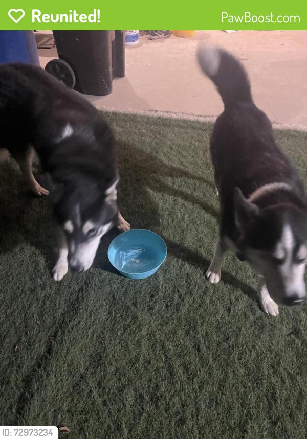 Reunited Male Dog last seen White Oak and Chase, Los Angeles, CA 91325