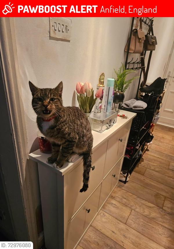 Lost Male Cat last seen Anfield road, Anfield, England 