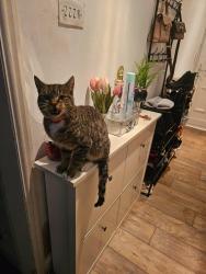 Lost Male Cat last seen Anfield road, Anfield, England 