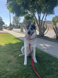 Reunited Male Dog last seen Chapman and Rancho Santiago , Orange, CA 92869