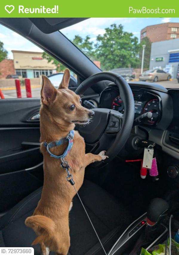 Reunited Male Dog last seen Panama ct and wamsley, New Orleans, LA 70125