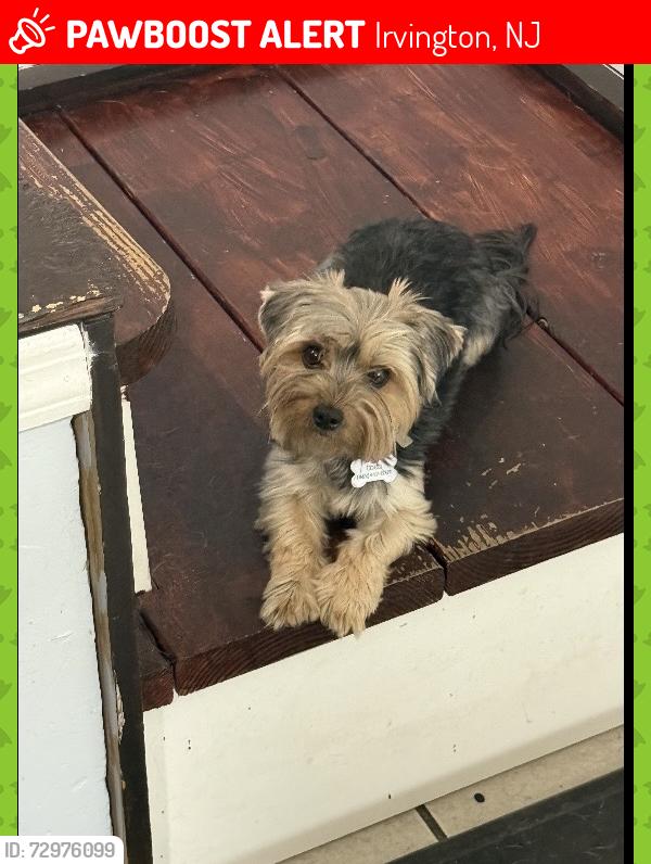Lost Female Dog last seen Orange Ave , Irvington, NJ 07111