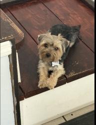 Lost Female Dog last seen Orange Ave , Irvington, NJ 07111