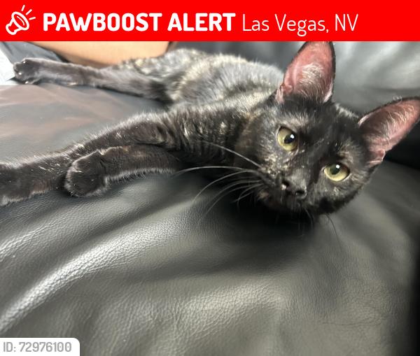 Lost Female Cat last seen Buffalo and Blue Diamond , Las Vegas, NV 89178
