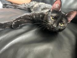 Lost Female Cat last seen Buffalo and Blue Diamond , Las Vegas, NV 89178