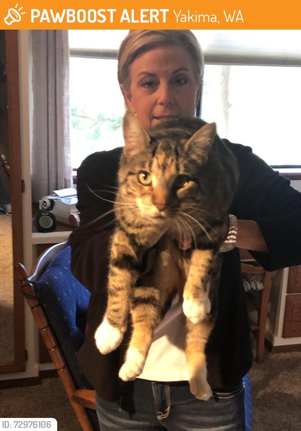 Found/Stray Female Cat last seen Chestnut and Summitview , Yakima, WA 98908