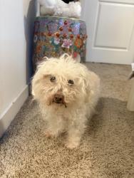 Found/Stray Unknown Dog last seen Mckinney Falls Pkwy, Austin, TX 78744