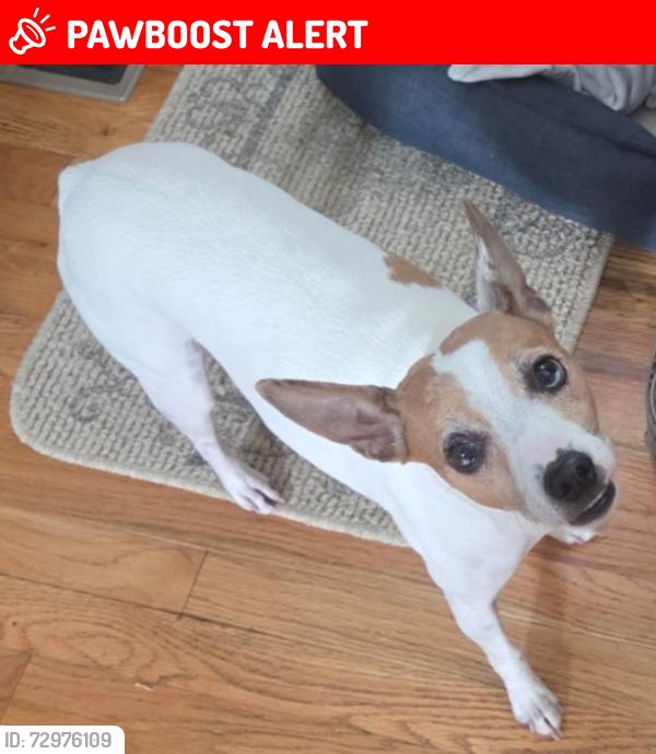 Lost Male Dog last seen Cheyenne Meadows and Hickory Hill , Colorado Springs, CO 80906