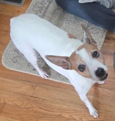 Lost Male Dog last seen Cheyenne Meadows and Hickory Hill , Colorado Springs, CO 80906
