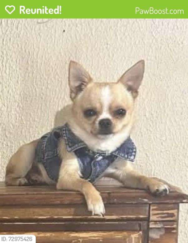 Reunited Male Dog last seen Near E Belknap St, Fort Worth, TX 76111, USA, Fort Worth, TX 76111
