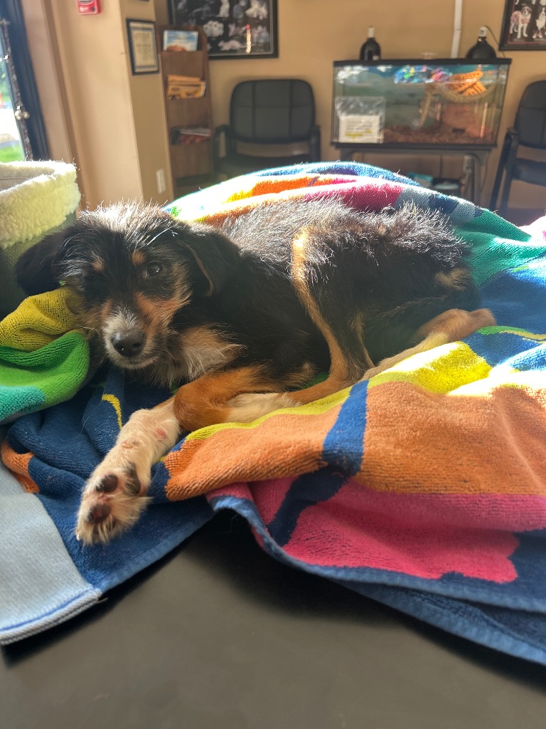 Shelter Stray Female Dog last seen , 425 Cogdell Dr, Maumelle, AR 72113, USA