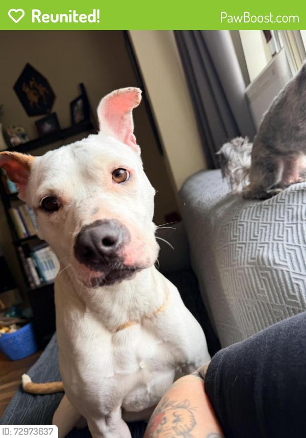 Reunited Female Dog last seen In the Dog Park over near Kilmer Ave, Allentown, PA 18101