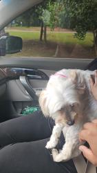 Reunited Female Dog last seen Near S Norcross Tucker Rd, Norcross, GA 30093, Norcross, GA 30093