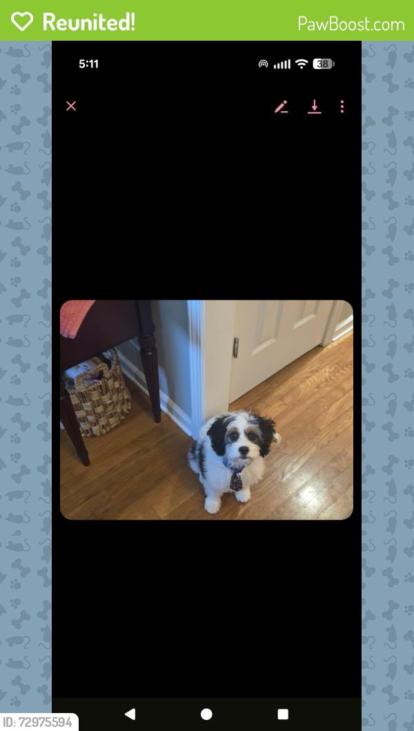 Reunited Male Dog last seen Near Chester Harris Drive Dallas, GA, Dallas, GA 30132