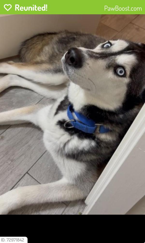 Reunited Male Dog last seen Pima park , Chandler, AZ 85225