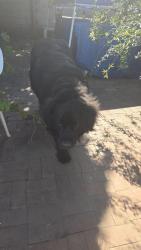 Reunited Unknown Dog last seen Encinita Ave, Temple City, CA 91780
