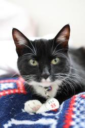 Reunited Female Cat last seen German church and 56th, Indianapolis, IN 46235