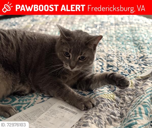Lost Female Cat last seen Sedona Taphouse 591 William St Fredericksburg , Fredericksburg, VA 22401