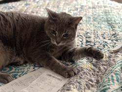 Lost Female Cat last seen Sedona Taphouse 591 William St Fredericksburg , Fredericksburg, VA 22401