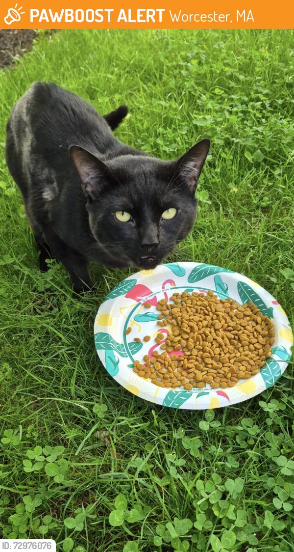 Found/Stray Male Cat last seen West Boylston Dr. , Worcester, MA 01606