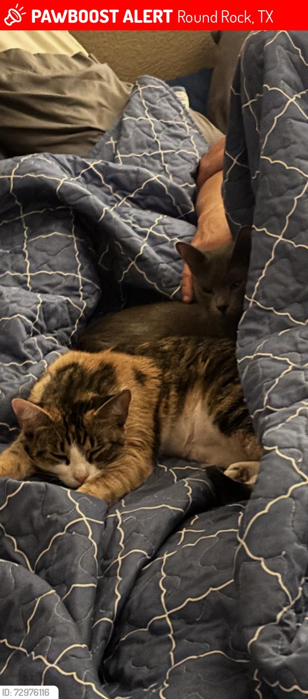 Lost Female Cat last seen Near stony point high school , Round Rock, TX 78664