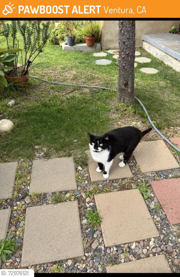Found/Stray Female Cat last seen Ocean , Ventura, CA 93001