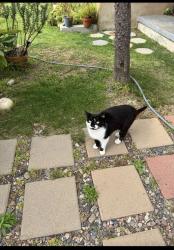 Found/Stray Female Cat last seen Ocean, Ventura, CA 93001