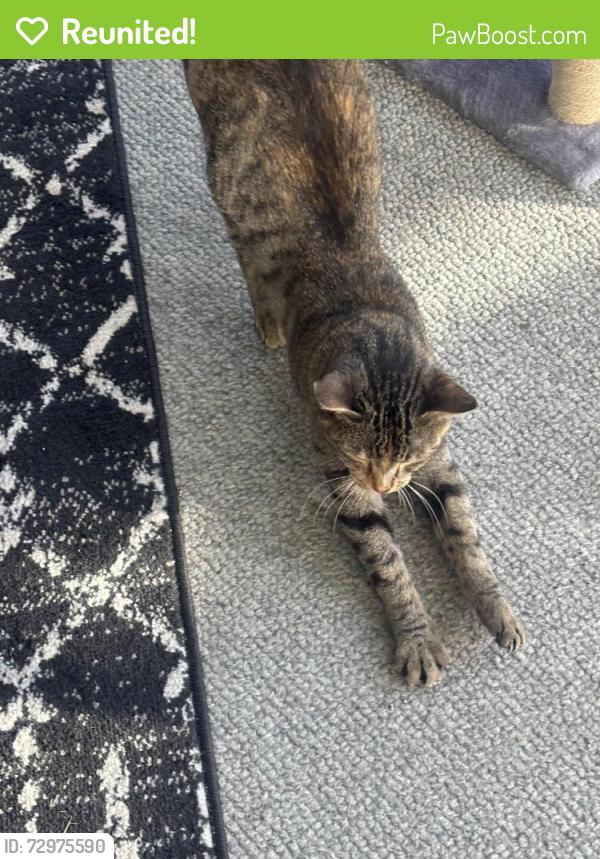 Reunited Female Cat last seen NW Exprwy and MacArthur , Oklahoma City, OK 73132