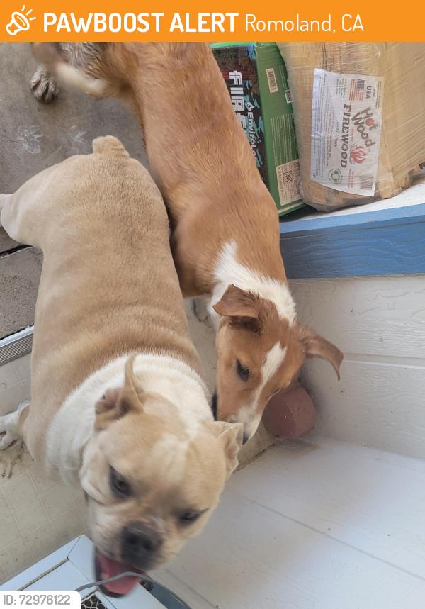Found/Stray Male Dog last seen Pico Ellis, Romoland, CA 92585