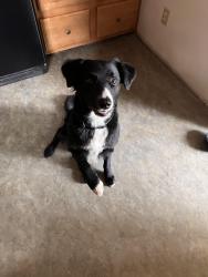 Reunited Male Dog last seen Roland Rd and Stevendale Dr, Wilkins Township, PA 15221