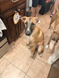Found/Stray Male Dog last seen Shady shores rd , Shady Shores, TX 76208