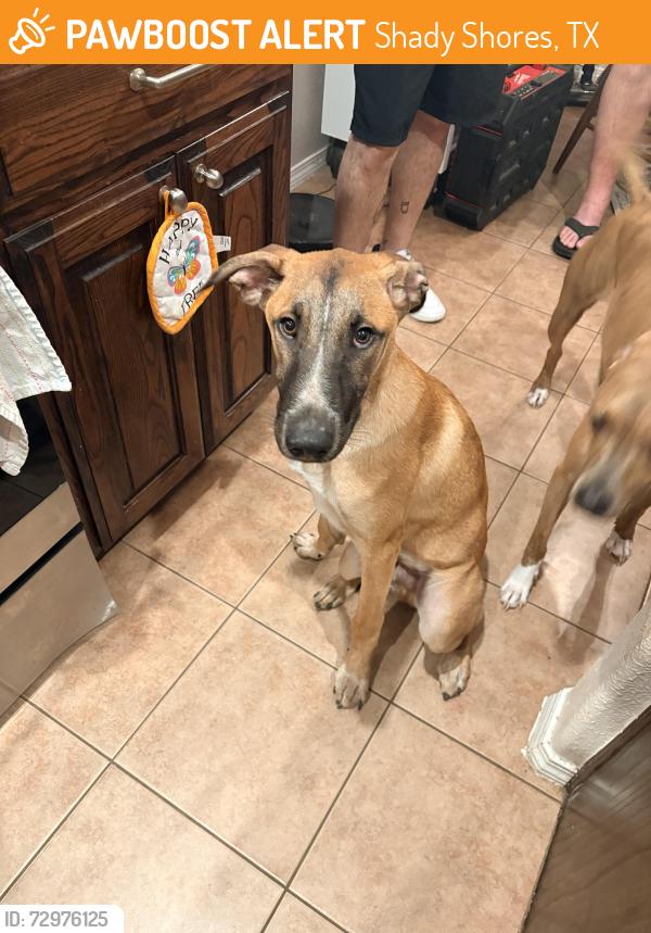 Found/Stray Male Dog last seen Shady shores rd , Shady Shores, TX 76208