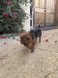 Found/Stray Male Dog last seen Baseline Rd and Mill Avenue, Tempe, AZ 85282