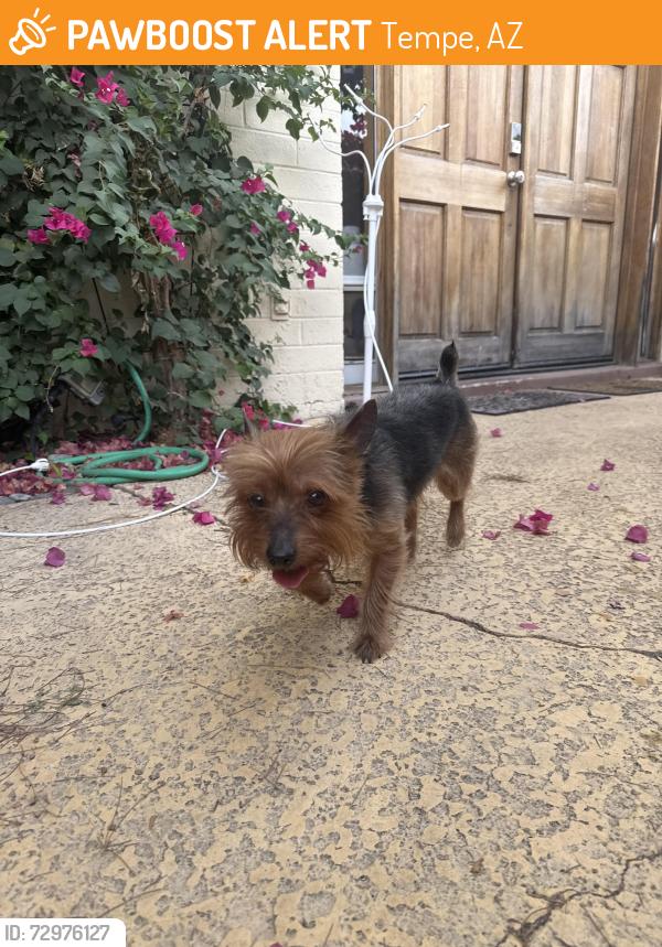 Found/Stray Male Dog last seen Baseline Rd and Mill Avenue, Tempe, AZ 85282