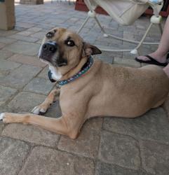 Lost Female Dog last seen Near Moffett Laurel Dr. O'Fallon MO , O'Fallon, MO 63367
