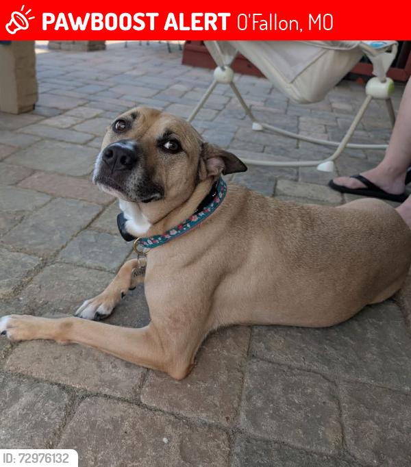 Lost Female Dog last seen Near Moffett Laurel Dr. O'Fallon MO , O'Fallon, MO 63367