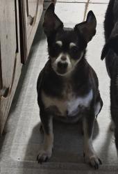 Reunited Female Dog last seen W Airline Rd, Pauls Valley, OK, USA, Pauls Valley, OK 73075