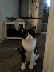 Lost Male Cat last seen Keystone ave, Chicago, IL 60639