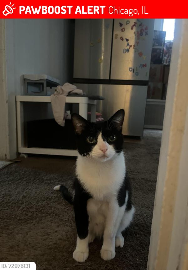 Lost Male Cat last seen Keystone ave, Chicago, IL 60639