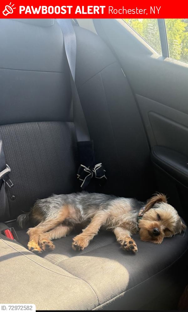 Lost Male Dog last seen (Culver rd) near the parsells & Garson , Rochester, NY 14609