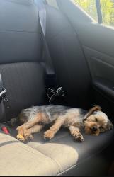 Lost Male Dog last seen (Culver rd) near the parsells & Garson , Rochester, NY 14609