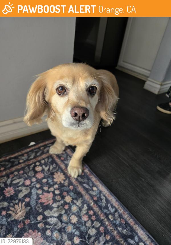 Found/Stray Female Dog last seen Chapman and La Veta, Orange, CA 92868