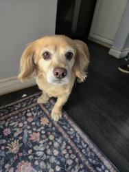 Found/Stray Female Dog last seen Chapman and La Veta, Orange, CA 92868